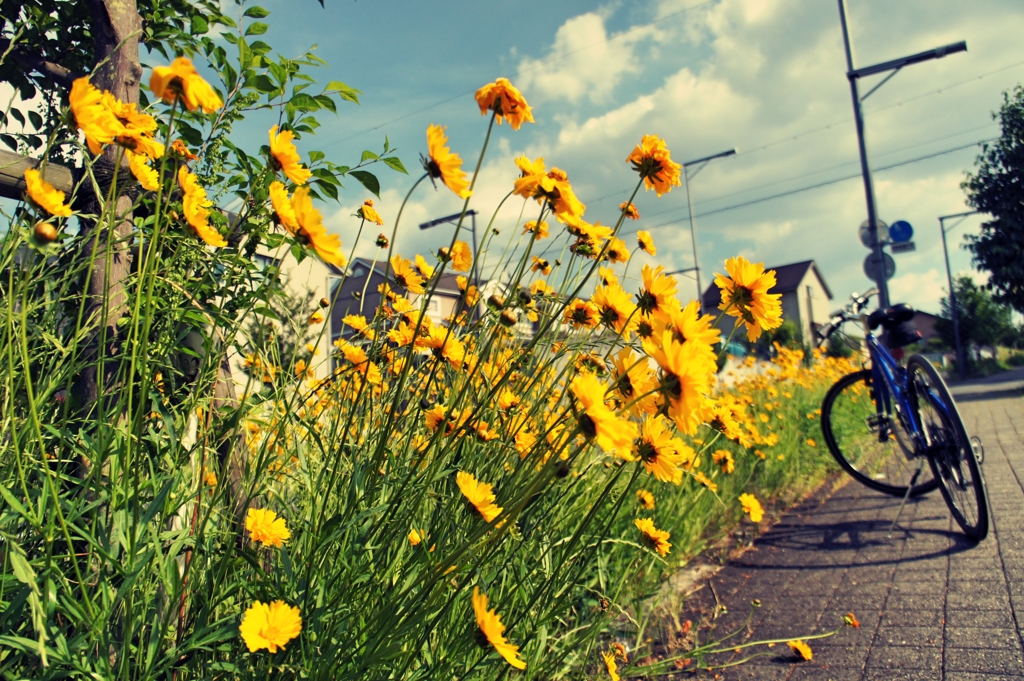 Summer Cycling