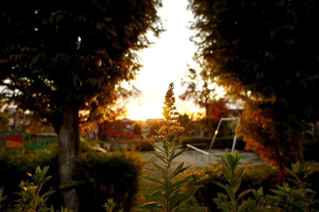 夕焼けの花