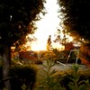 夕焼けの花