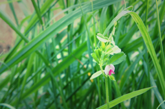 小さな花