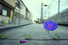 路上に咲く
