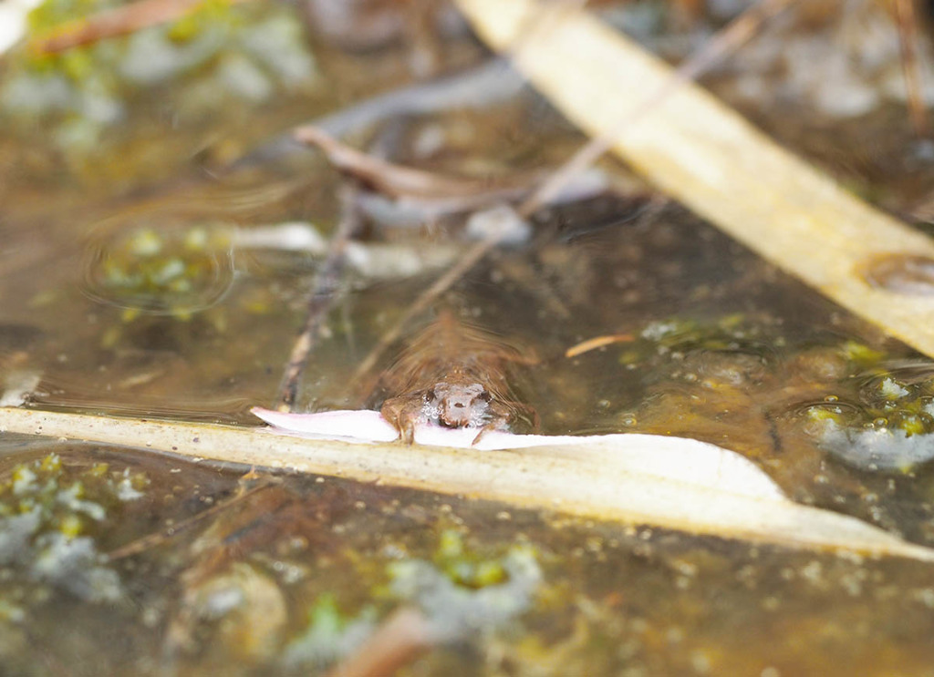 タベサナエの上陸ヤゴ