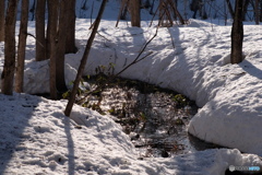 雪解けの森