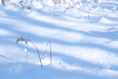 新雪