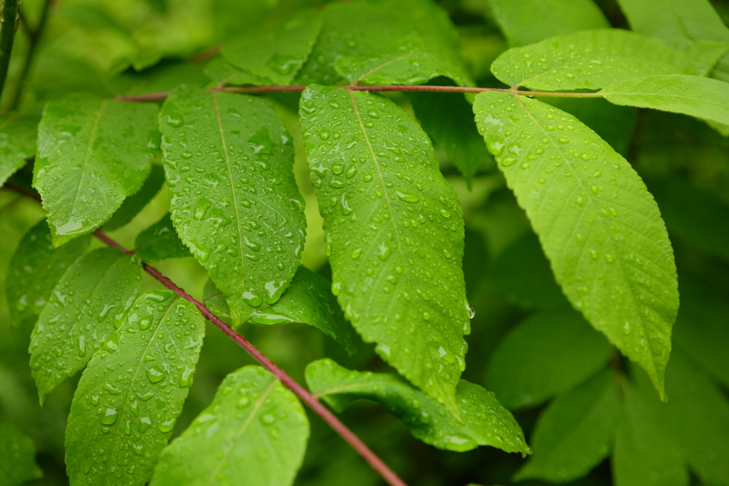 雨