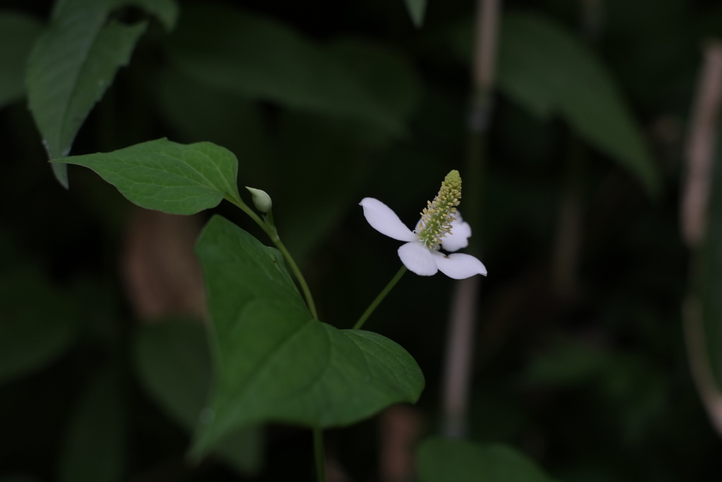白い花