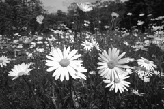 白い花の群生