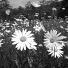 白い花の群生