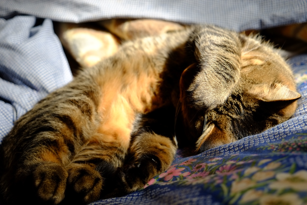 眩しいにゃ！！