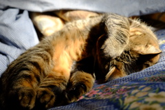 眩しいにゃ！！