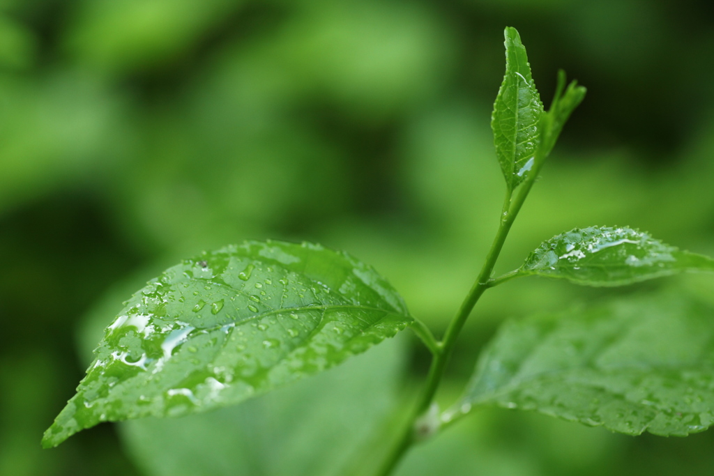 雨