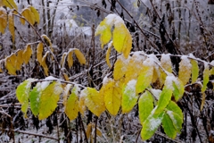 ザラメ雪