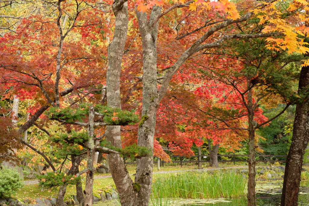 紅葉