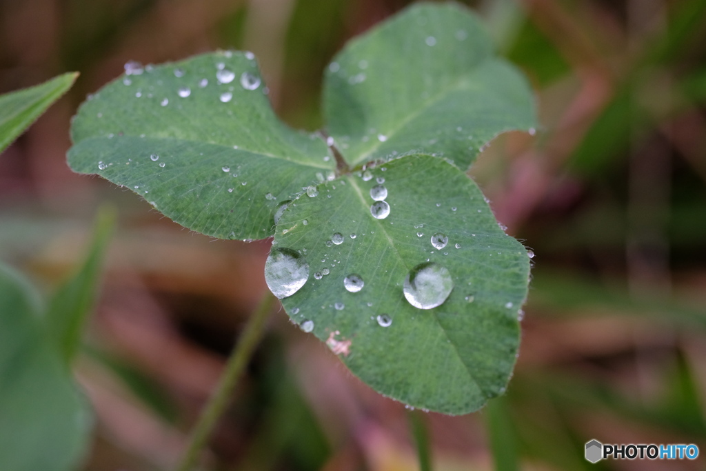 雨音