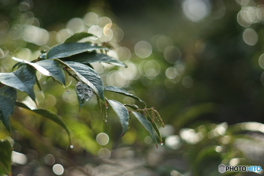 朝の雫