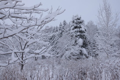 大雪のあさ