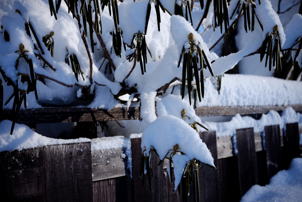 雪の朝