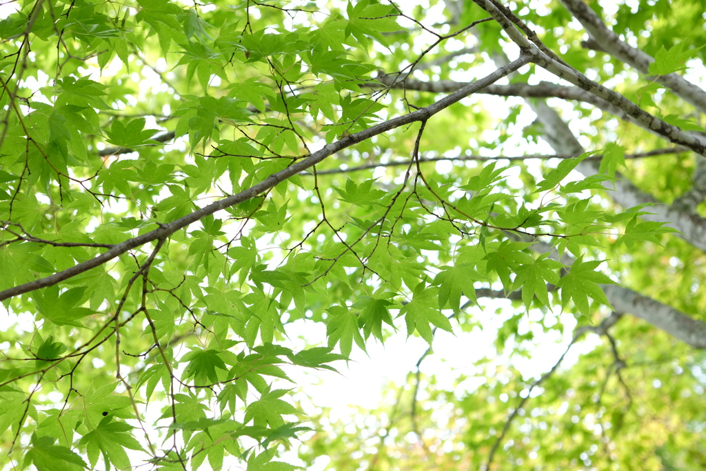 もみじ