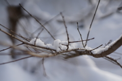 雪の華