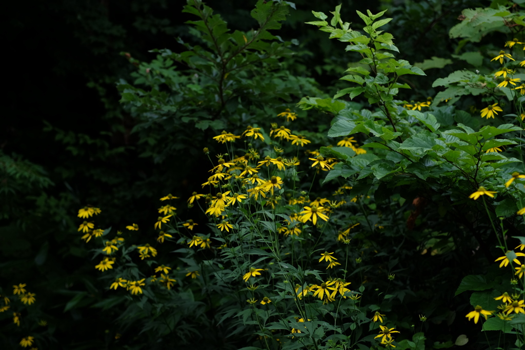 森の花