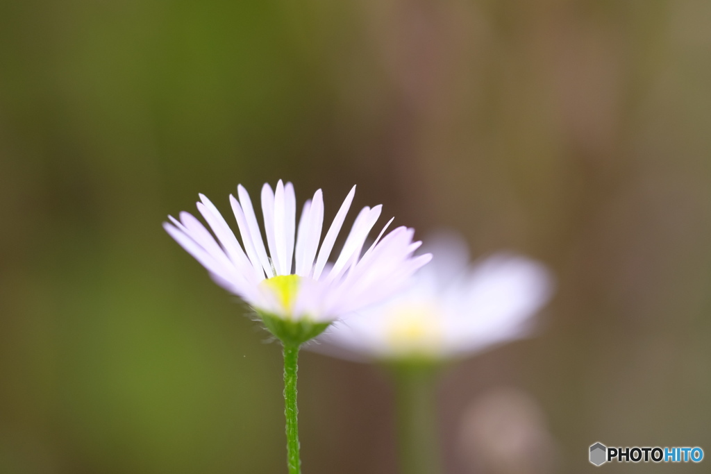 小さな花