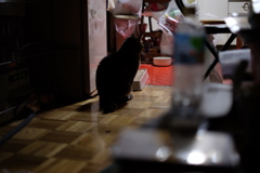 ココ。気になる！