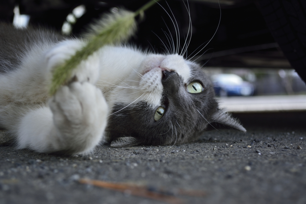 猫じゃらし、好き。