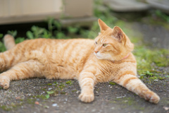 野良かと思った飼い猫