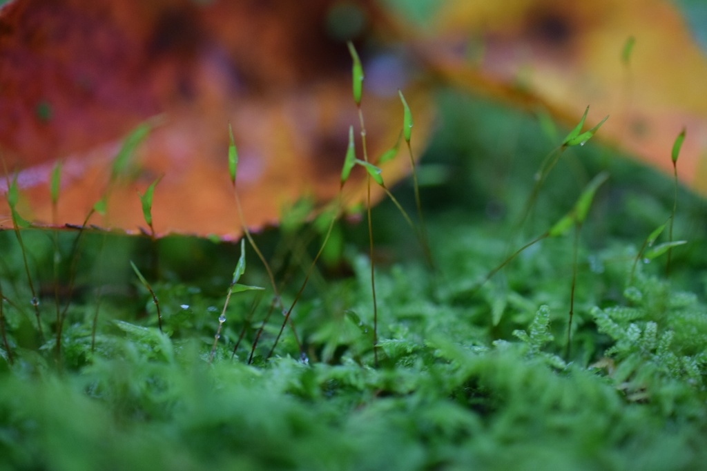 苔と落葉