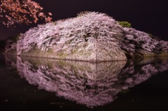 彦根城、桜の水鏡