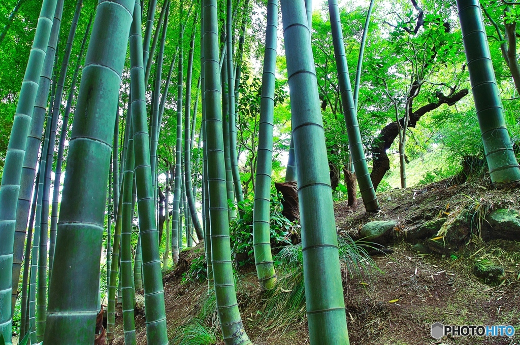 雨後の竹林