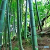 雨後の竹林
