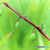 菅平行脚 -夏-