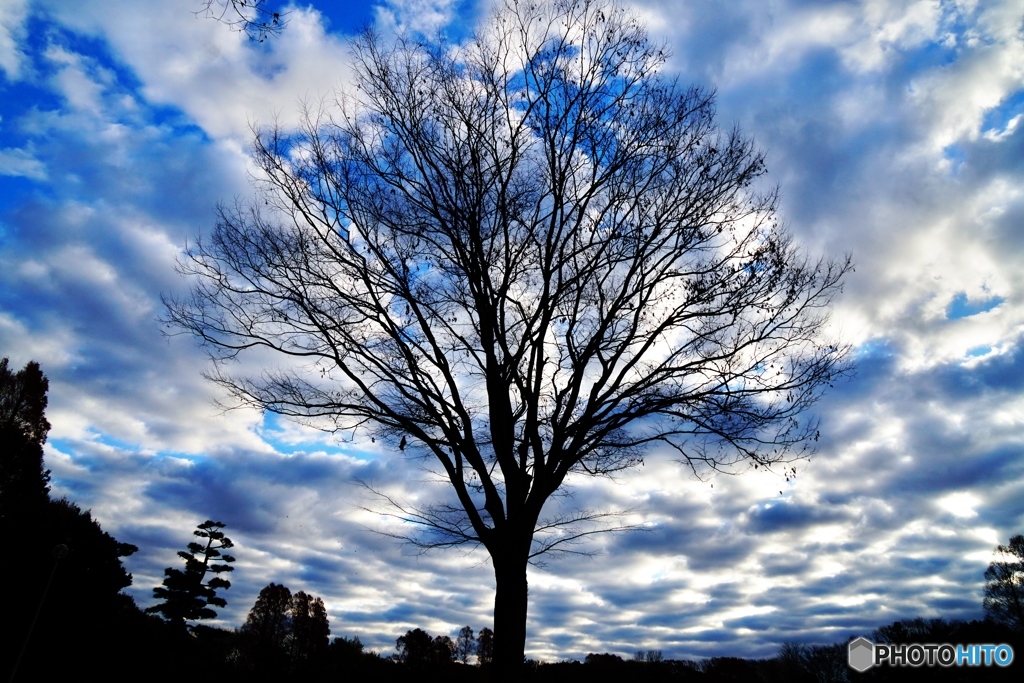 WINTER SKY