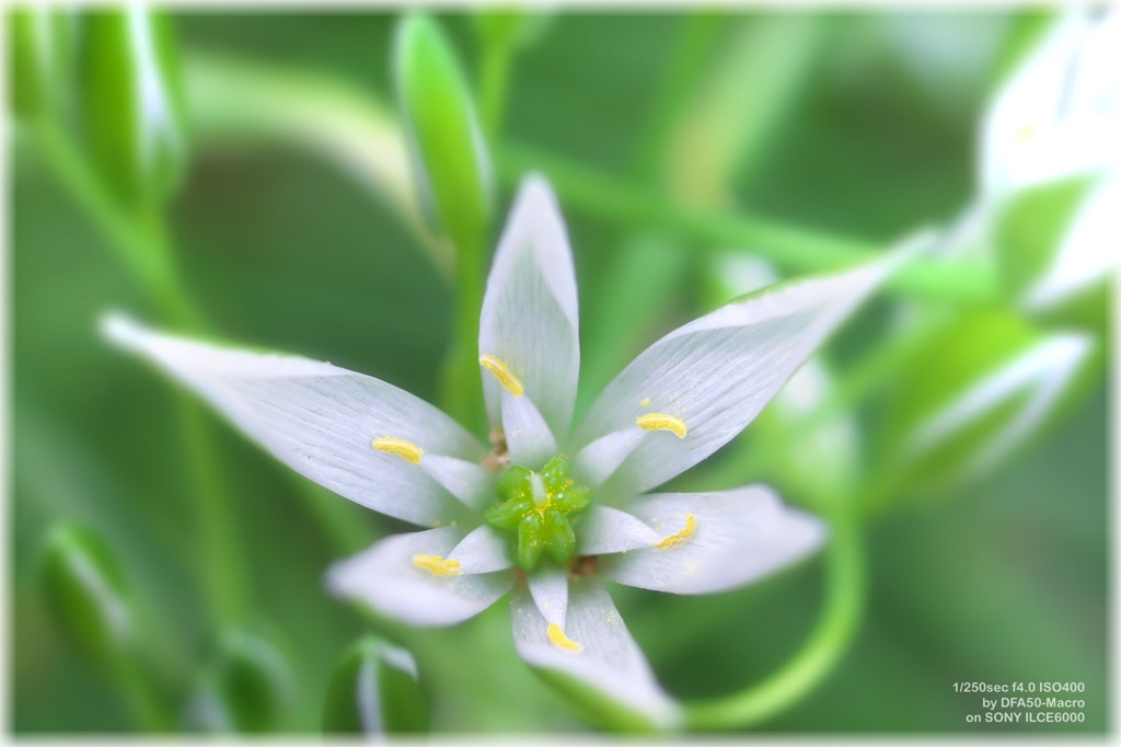 Star of Bethlehem