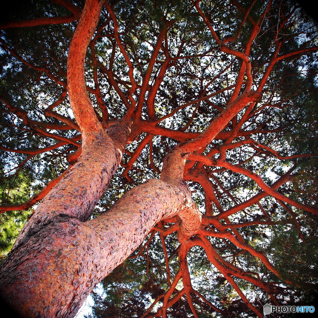 Japanese Red Pine