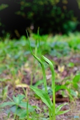 街角点描 -半夏-