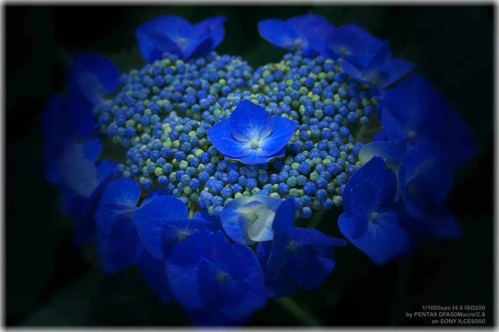 Hydrangea Macro