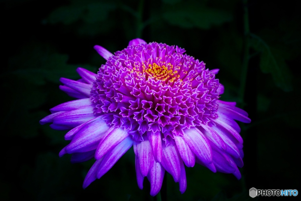 菊花壇展（参）