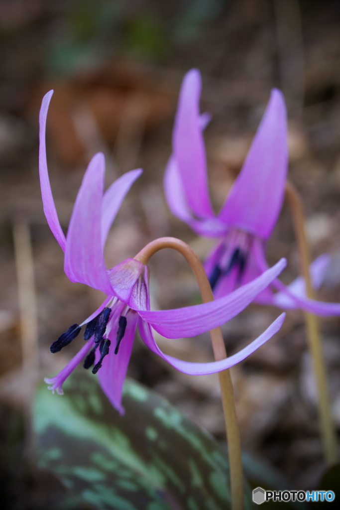 Spring -片栗粉より花-