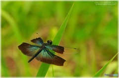 Dragon butterfly
