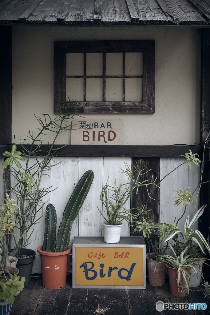 沖縄行脚 -BIRD-