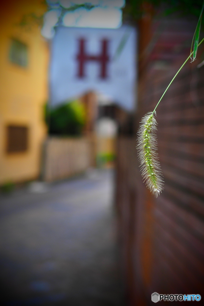 表参道・秋