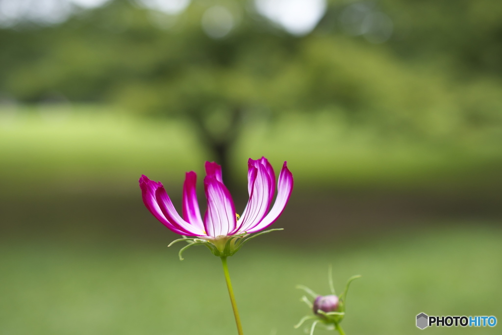 YOYOGI PARK 1