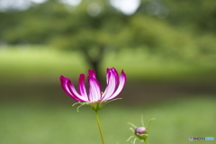 YOYOGI PARK 1