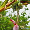 八重山島諸記 -実芭蕉-