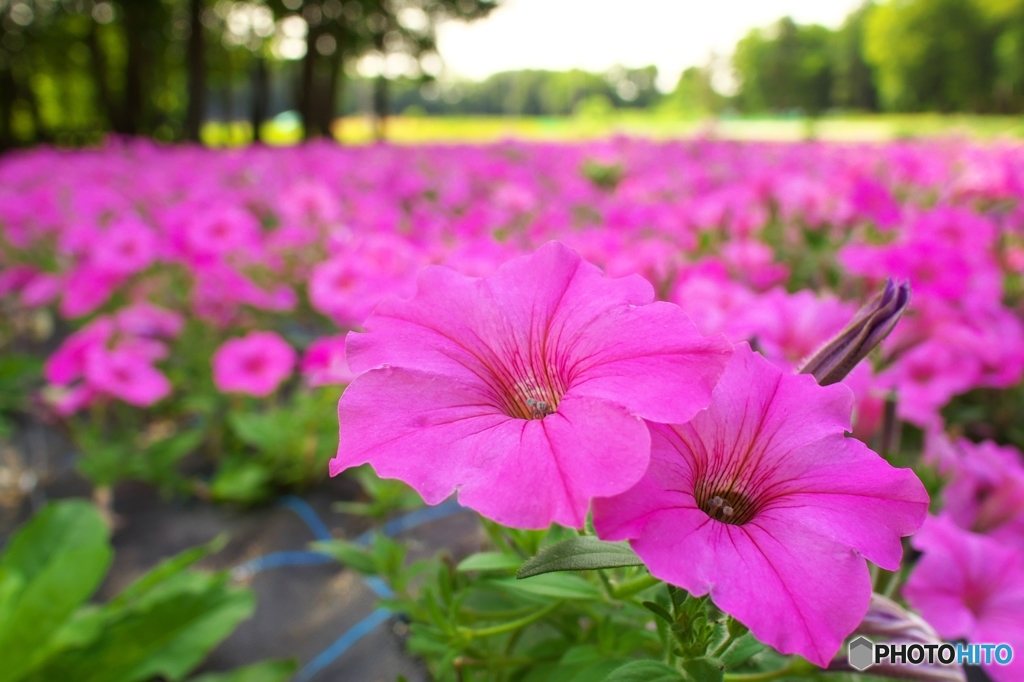 Petunia Party