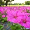 Petunia Party