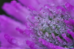 Crystal Flower 1