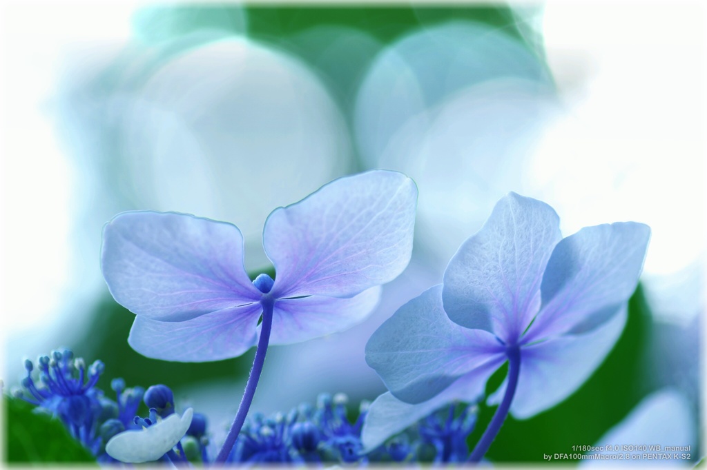 Hydrangea Twins